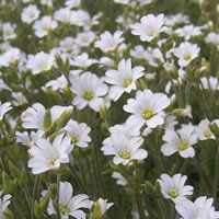 Cersastium arvense flower
